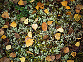 Fallen leaves on moss