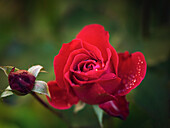 Nahaufnahme einer roten Rose