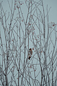 Vogel auf schneebedecktem Baum