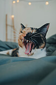 Tri-colored cat yawning