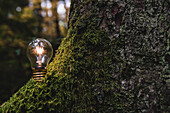 Beleuchtete Glühbirne auf moosbewachsenem Baum