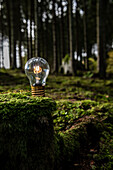 Lit light bulb on moss in forest