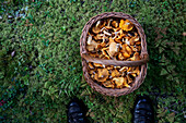 Basket full of chanterelles