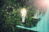 Illuminated lightbulb on grass