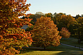 Public park in autumn