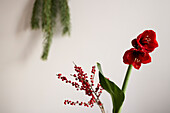 Rote Amaryllisblüte mit Weihnachtsdekoration im Hintergrund