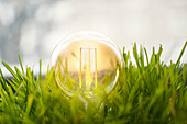 Edison bulb in grass