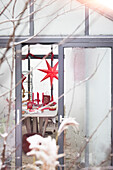 Roter Weihnachtsstern und Dekoration im Gewächshaus
