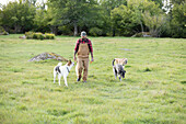 Male farmer walking in field with three dogs