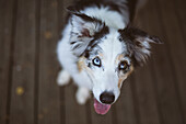 Portrait of Australian shepherd dog
