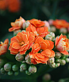 orangefarbene Blumen