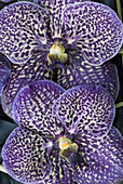 Purple speckled orchids