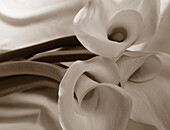 Sepia-Ton Calla Lily