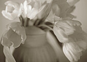 Sepia tone Tulips