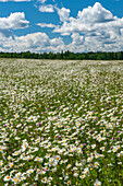 Canada. Field of common daisy flowers.