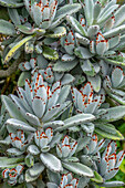 Chocolate Soldier Kalanchoe