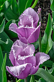 Ruffled purple tulip