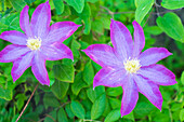 Purple clematis flowers.