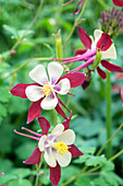 Akelei Blumen, Usa