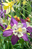Akelei Blumen, Usa