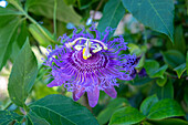 Passion Flower, Usa