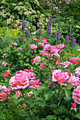 Flower Garden, Usa