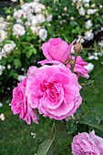Pink Rose Bush, Usa