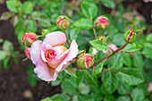 Pink Rose Bush, Usa