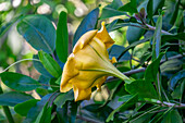 Golden Cup flower