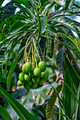 Mango fruit tree