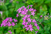 Pink Pentas