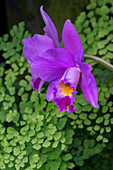 Cattleya-Orchidee