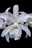 White Orchid