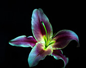 A Stargazer Lily against black background, light painted.