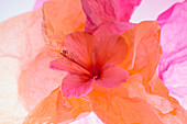 Hibiskusblüte und Seidenpapier mit Licht
