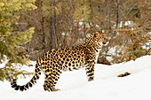 Amur-Leopard in Gefangenschaft im Winter, Panthera pardus orientalis. Eine Unterart des Leoparden, die in der Region Primorje im Südosten Russlands und in der Provinz Jilin im Nordosten Chinas heimisch ist. Seit 1996 vom Aussterben bedrohte Art.