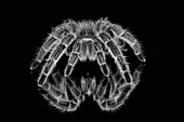 Black and white of Mexican redknee tarantula reflected on mirror.