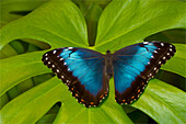 Blue Morpho Butterfly, Morpho granadensis,
