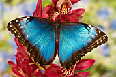 Blue Morpho Butterfly, Morpho peleides, on pink Orchid