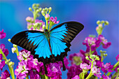 Australian Mountain Blue Swallowtail Butterfly, Papilio Ulysses,