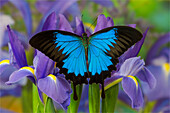 Australian Mountain Blue Swallowtail Butterfly, Papilio Ulysses, resting on blue Dutch Iris