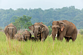 Asiatische Elefantenfamilie, Corbett Nationalpark, Indien.