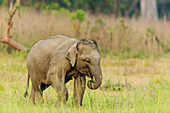 Asian Elephant calf. Corbett National Park, India.