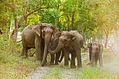 Asiatische Elefantenfamilie auf dem Dschungelpfad. Corbett-Nationalpark, Indien.