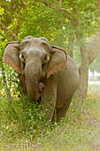 Asiatischer Elefant am Rande des Waldes. Corbett-Nationalpark, Indien.