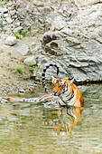 Tigerin in den Nebengewässern des Ramganga-Flusses. Corbett-Nationalpark, Indien.