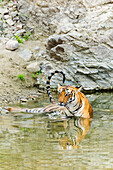 Tigress in the backwaters of Ramganga River. Corbett National Park, India.