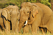 Balzendes Paar Asiatischer Elefanten. Corbett-Nationalpark, Indien.