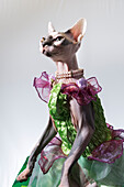 Hairless sphinx cat wearing pearls poses for a portrait (PR)