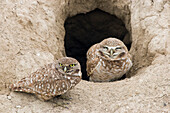 Burrowing Owls at nest entrance
